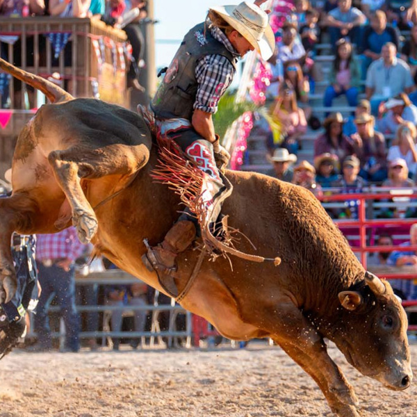Rodeo Zingen